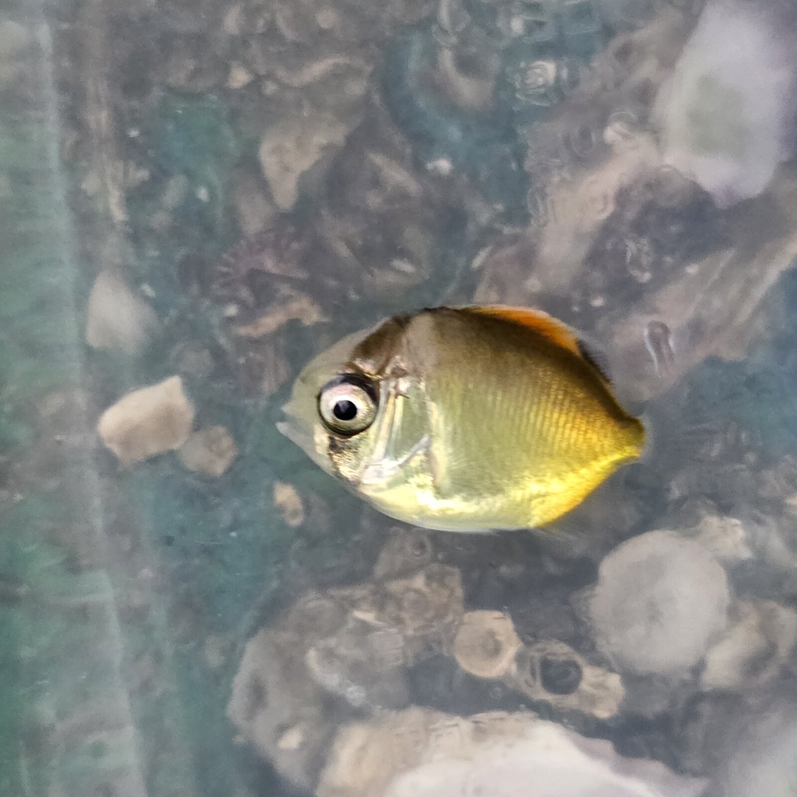 画像2: 《近海産海水魚》フウライチョウチョウウオ幼魚の2匹セット…当店ハンドコート採取(熊野灘産)
