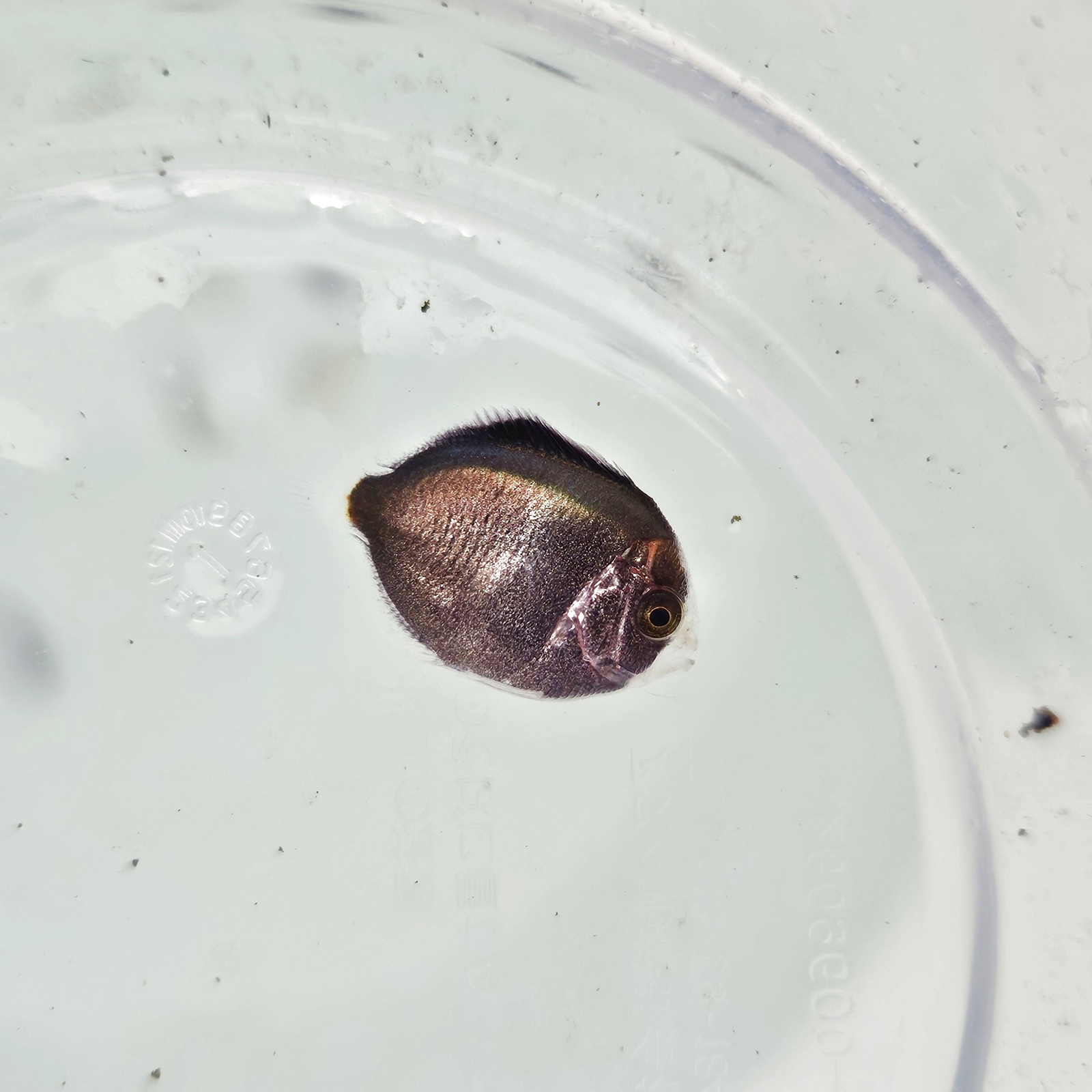画像1: 《近海産海水魚》【激レアサイズ】ナメラヤッコ幼魚(画像の個体です)紀伊半島産・・当店ハンドコート採取