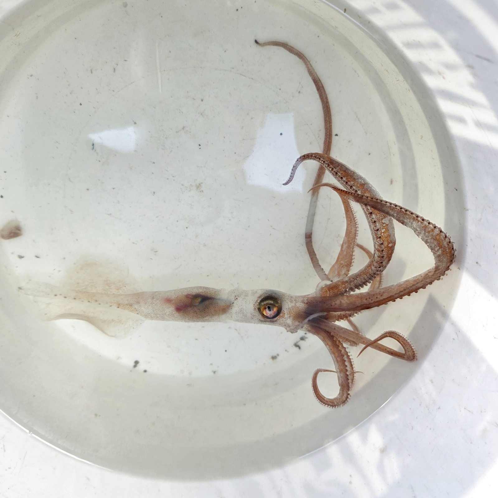 画像3: 《深海性甲殻類》冷凍ユウレイイカ(画像の個体です)‥