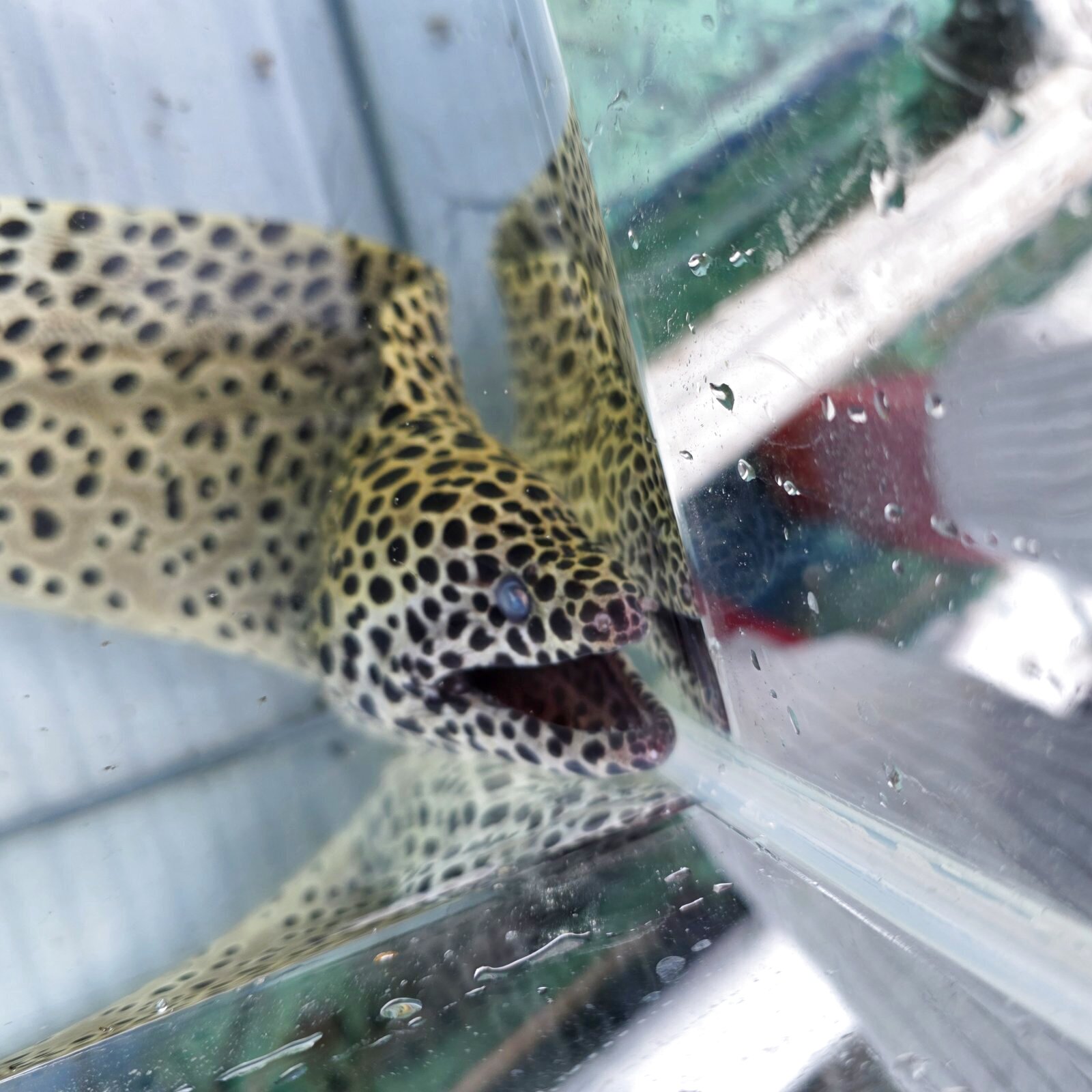 画像11: 《近海産海水魚》☆熊野灘産☆ニセゴイシウツボの極太個体（画像の個体です）XLサイズ…ハンドコート採取