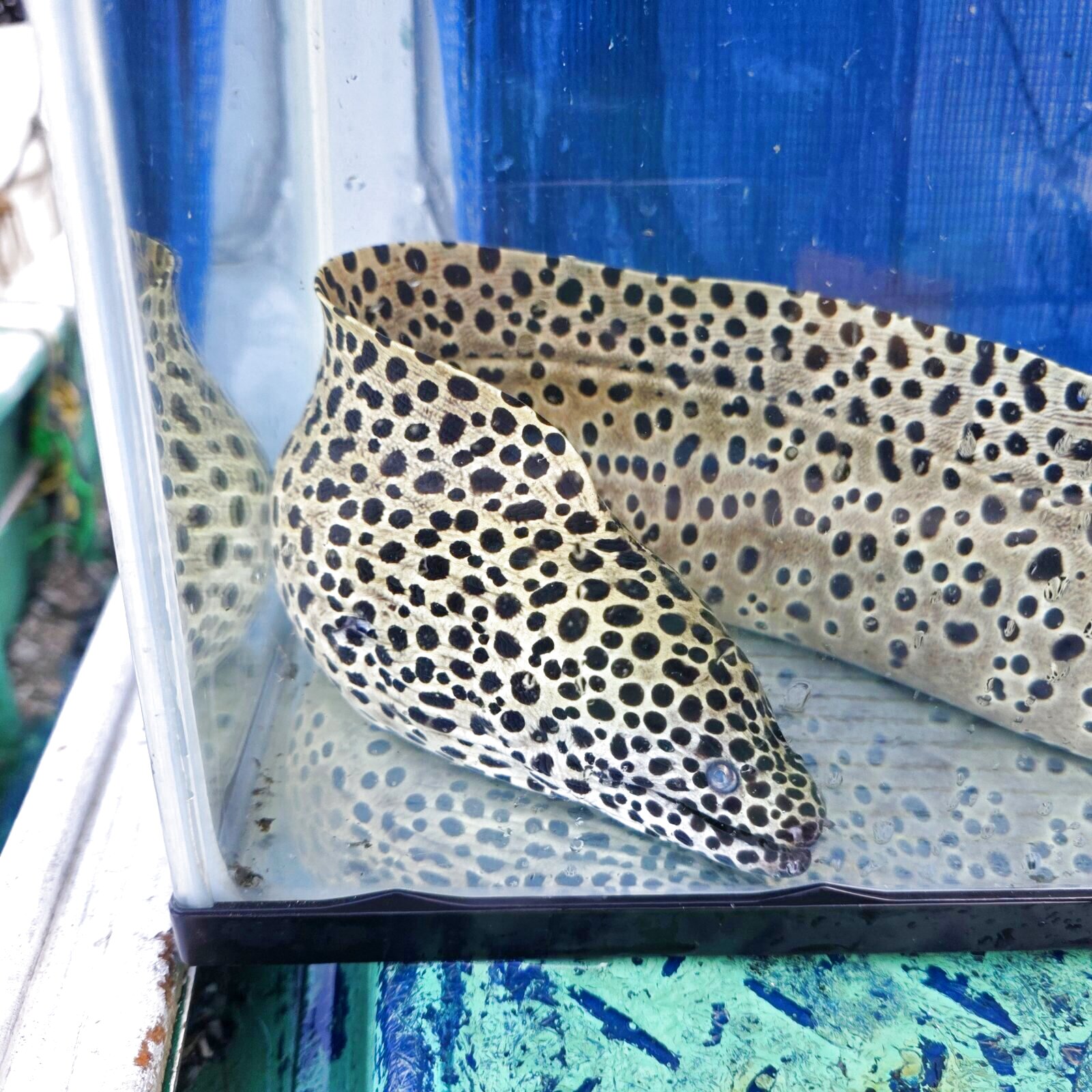 画像15: 《近海産海水魚》☆熊野灘産☆ニセゴイシウツボの極太個体（画像の個体です）XLサイズ…ハンドコート採取