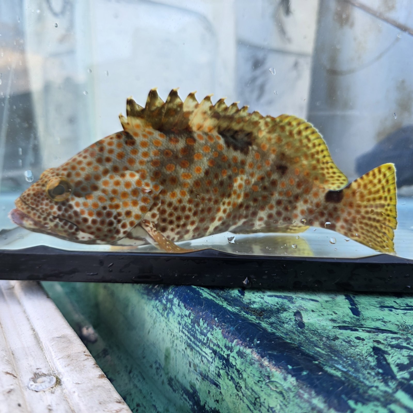 画像1: 《近海産海水魚》ノミノクチの激美個体（画像の個体です）…当店ハンドコート採取