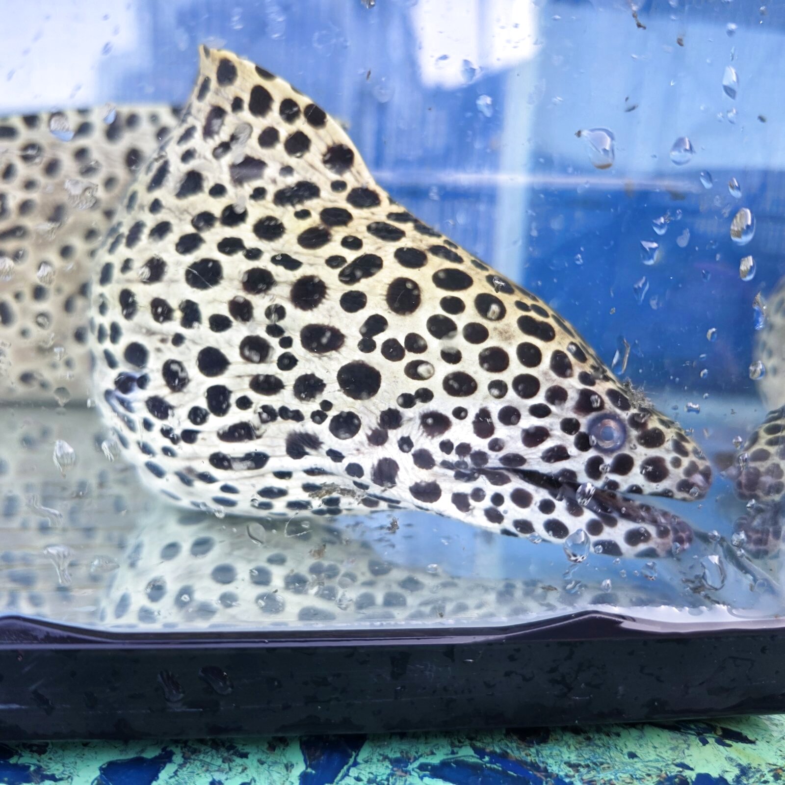 画像14: 《近海産海水魚》☆熊野灘産☆ニセゴイシウツボの極太個体（画像の個体です）XLサイズ…ハンドコート採取