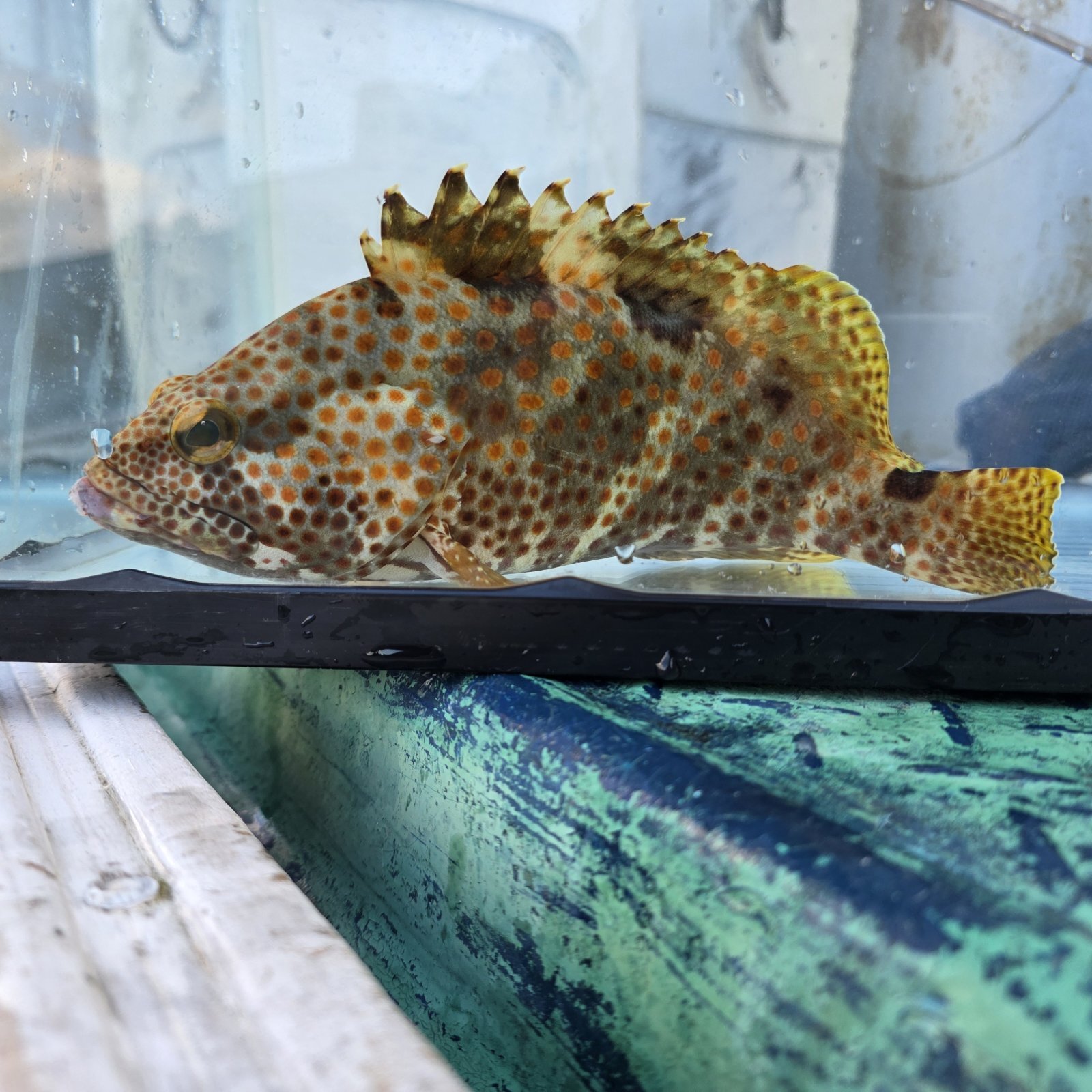 画像2: 《近海産海水魚》ノミノクチの激美個体（画像の個体です）…当店ハンドコート採取