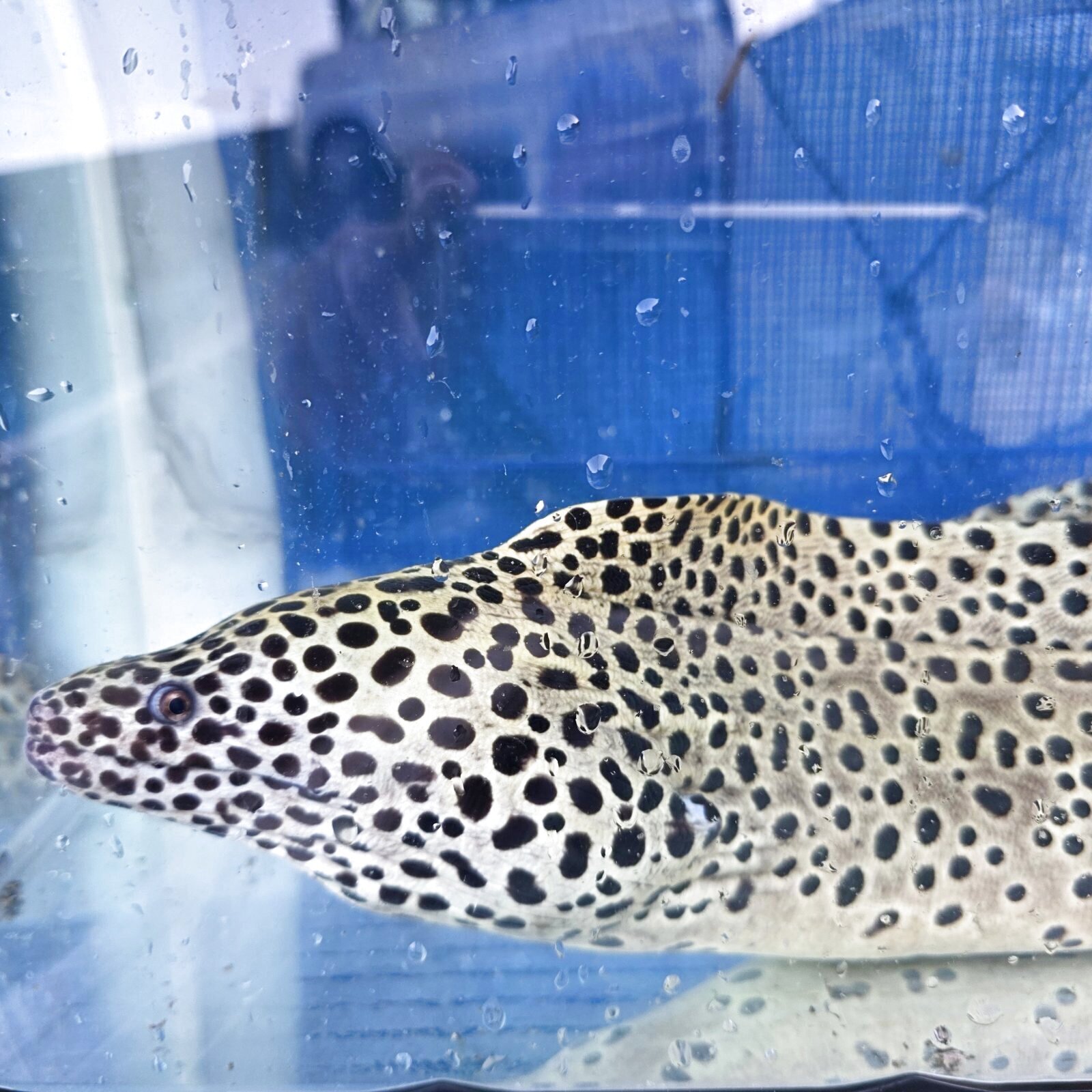 画像5: 《近海産海水魚》☆熊野灘産☆ニセゴイシウツボの極太個体（画像の個体です）XLサイズ…ハンドコート採取