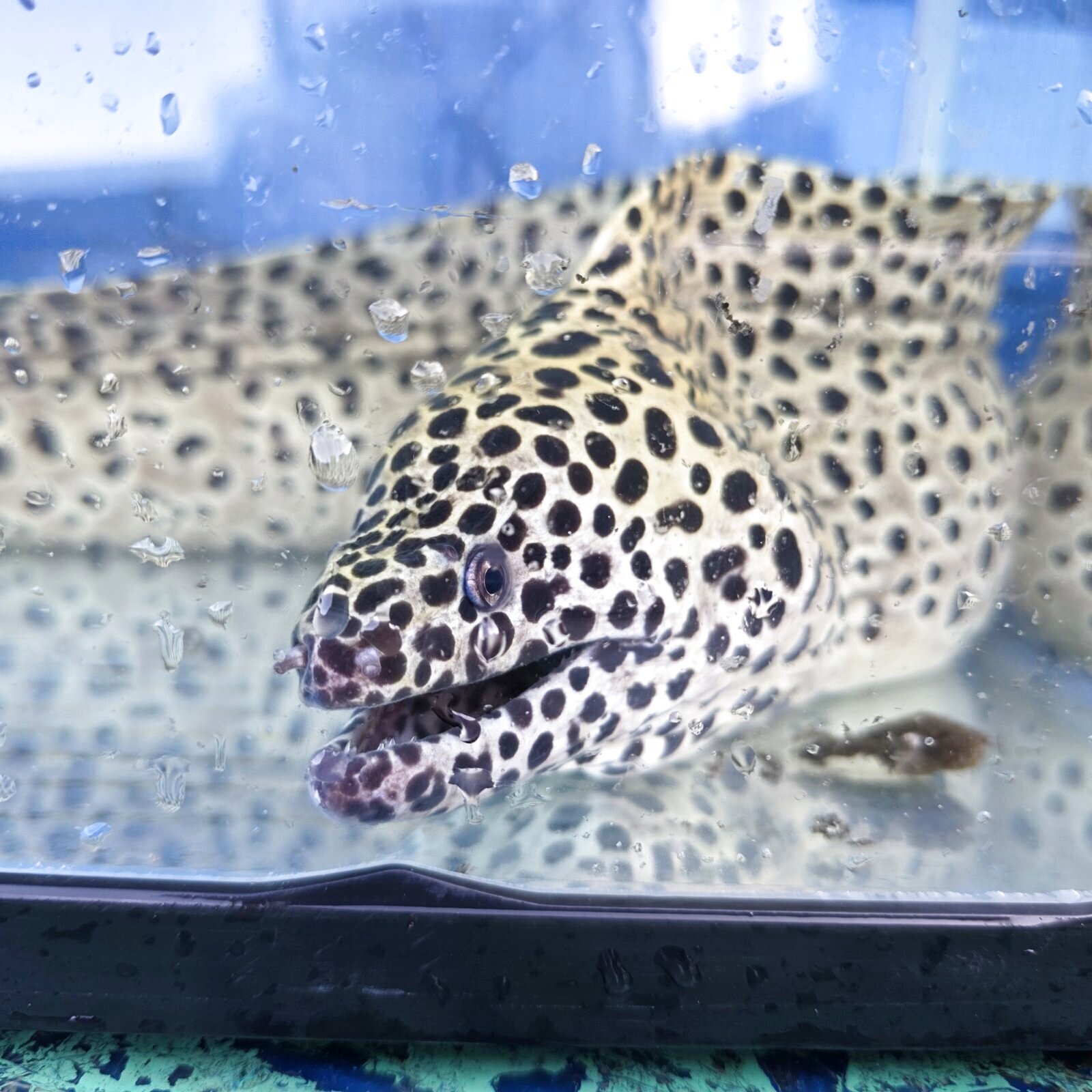 画像4: 《近海産海水魚》☆熊野灘産☆ニセゴイシウツボの極太個体（画像の個体です）XLサイズ…ハンドコート採取