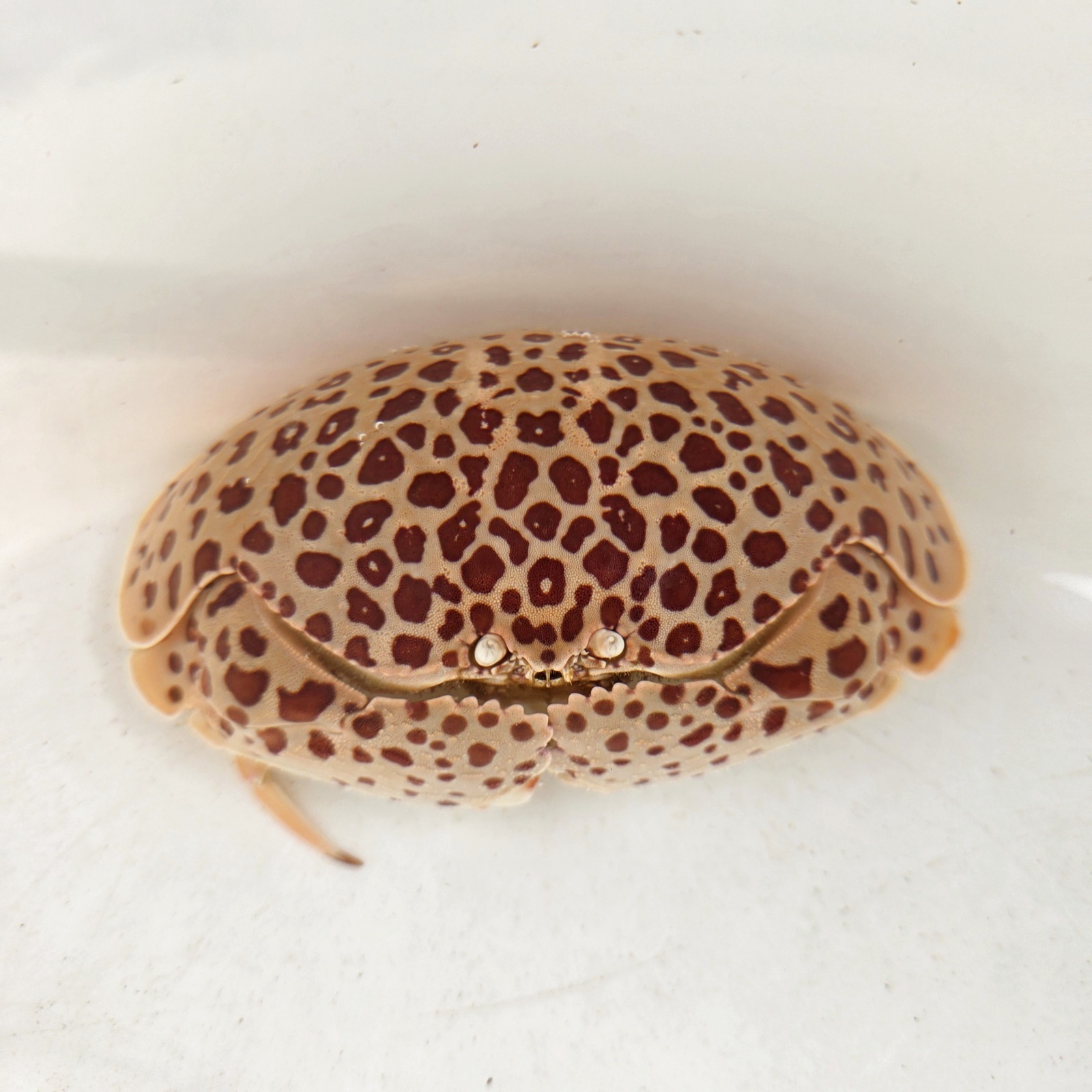 画像2: 《近海産甲殻類》マルソデカラッパ（ドットカラー）…レアー模様‥画像の個体です