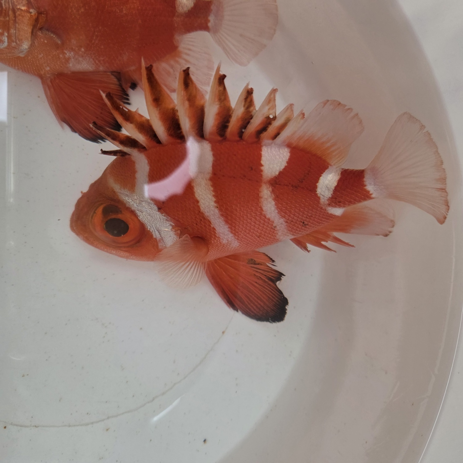 画像3: 《深海性海水魚》☆★☆クルマダイ(MLサイズ)画像の美個体です…・・