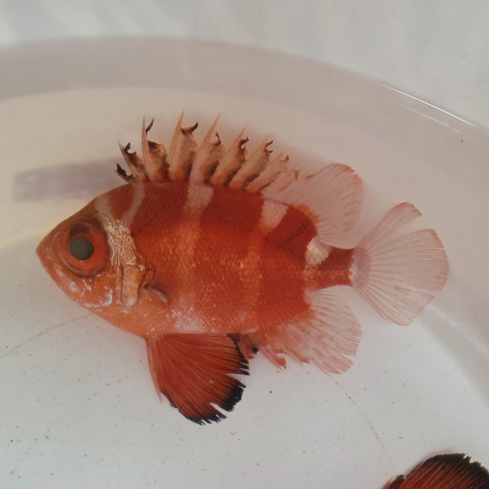 画像2: 《深海性海水魚》☆★☆クルマダイ(MLサイズ)画像の個体です…・・