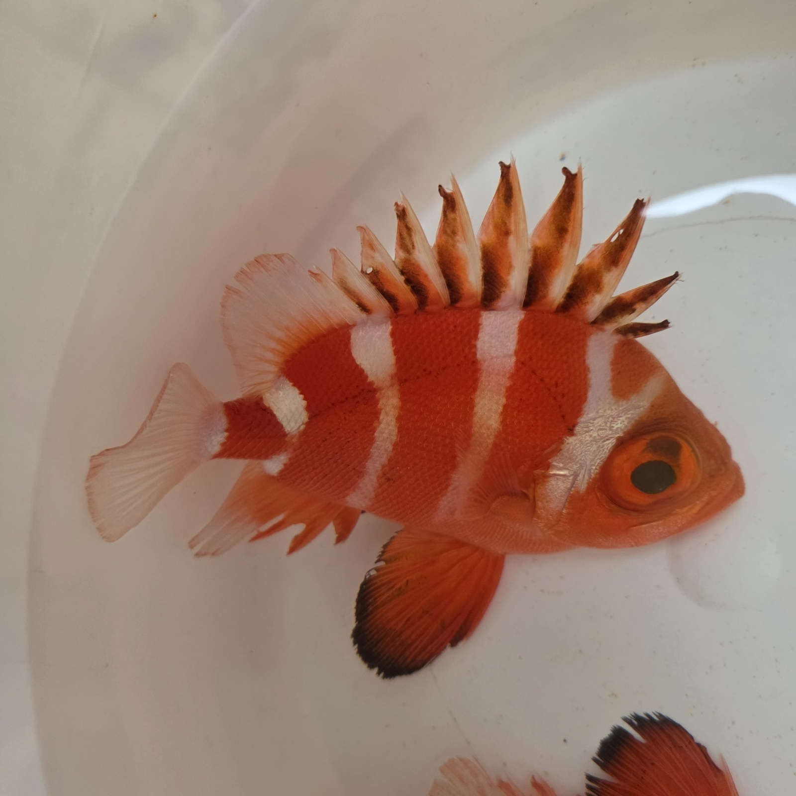 画像1: 《深海性海水魚》☆★☆クルマダイ(MLサイズ)画像の美個体です…・・