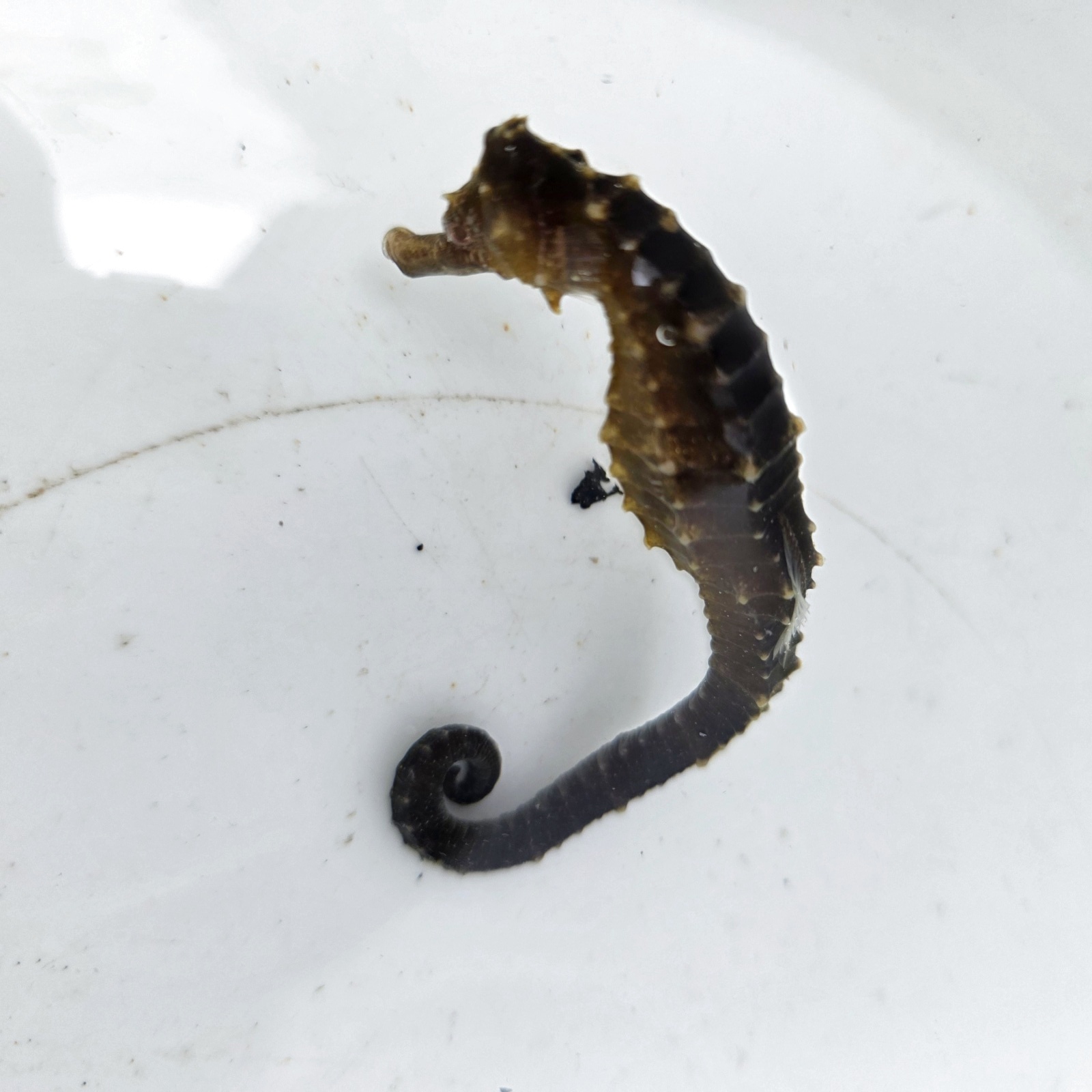 画像4: 《近海産海水魚》【南伊勢産ワイルド個体】タカクラタツ（画像の個体です）・・・ハンドコート採取