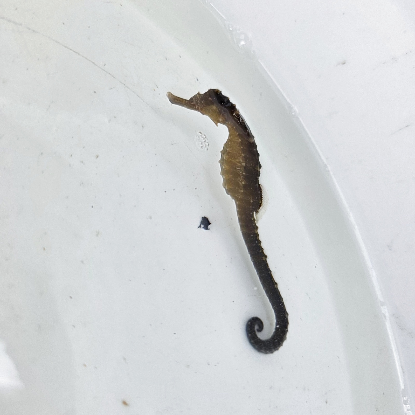 画像2: 《近海産海水魚》【南伊勢産ワイルド個体】タカクラタツ（画像の個体です）・・・ハンドコート採取