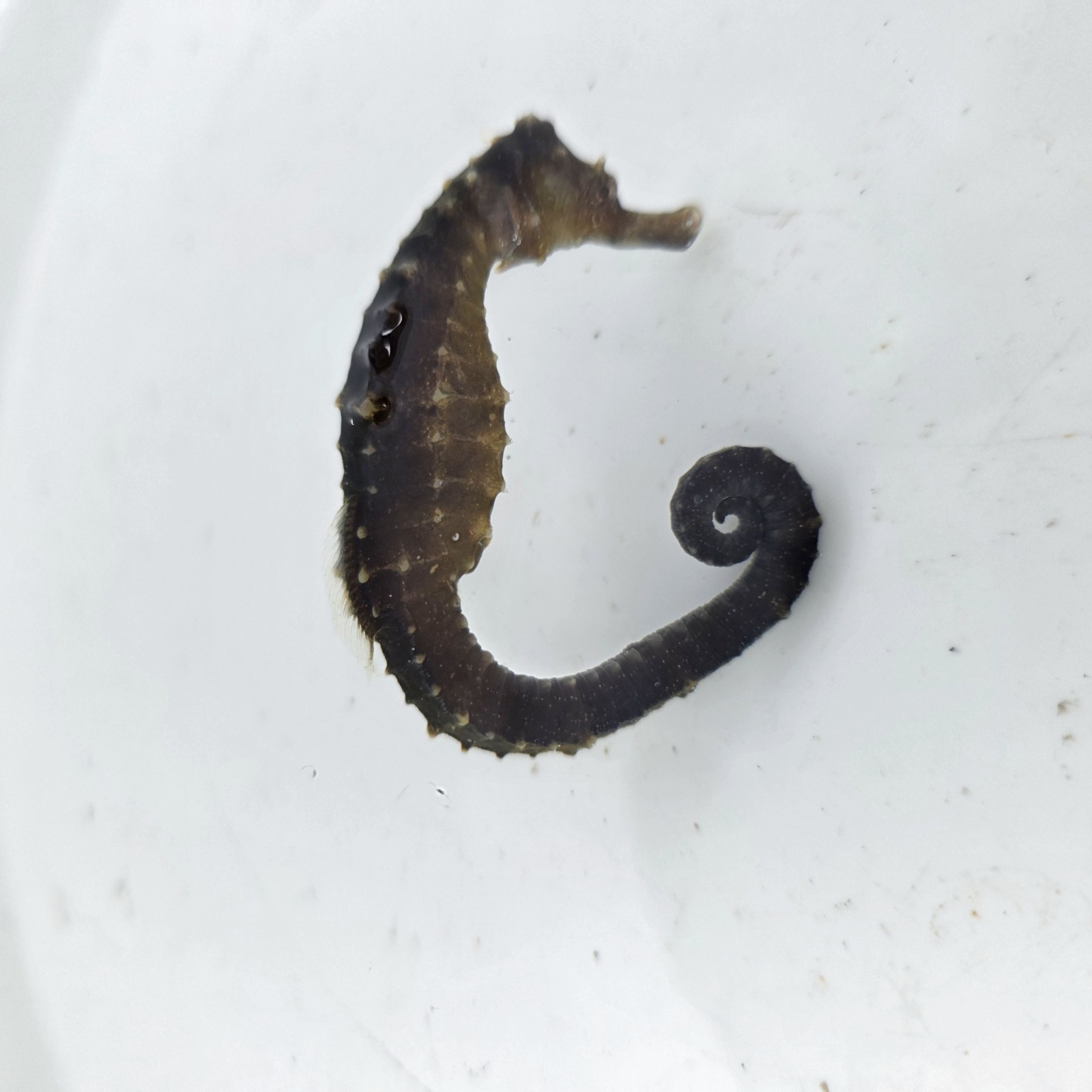 画像5: 《近海産海水魚》【南伊勢産ワイルド個体】タカクラタツ（画像の個体です）・・・ハンドコート採取