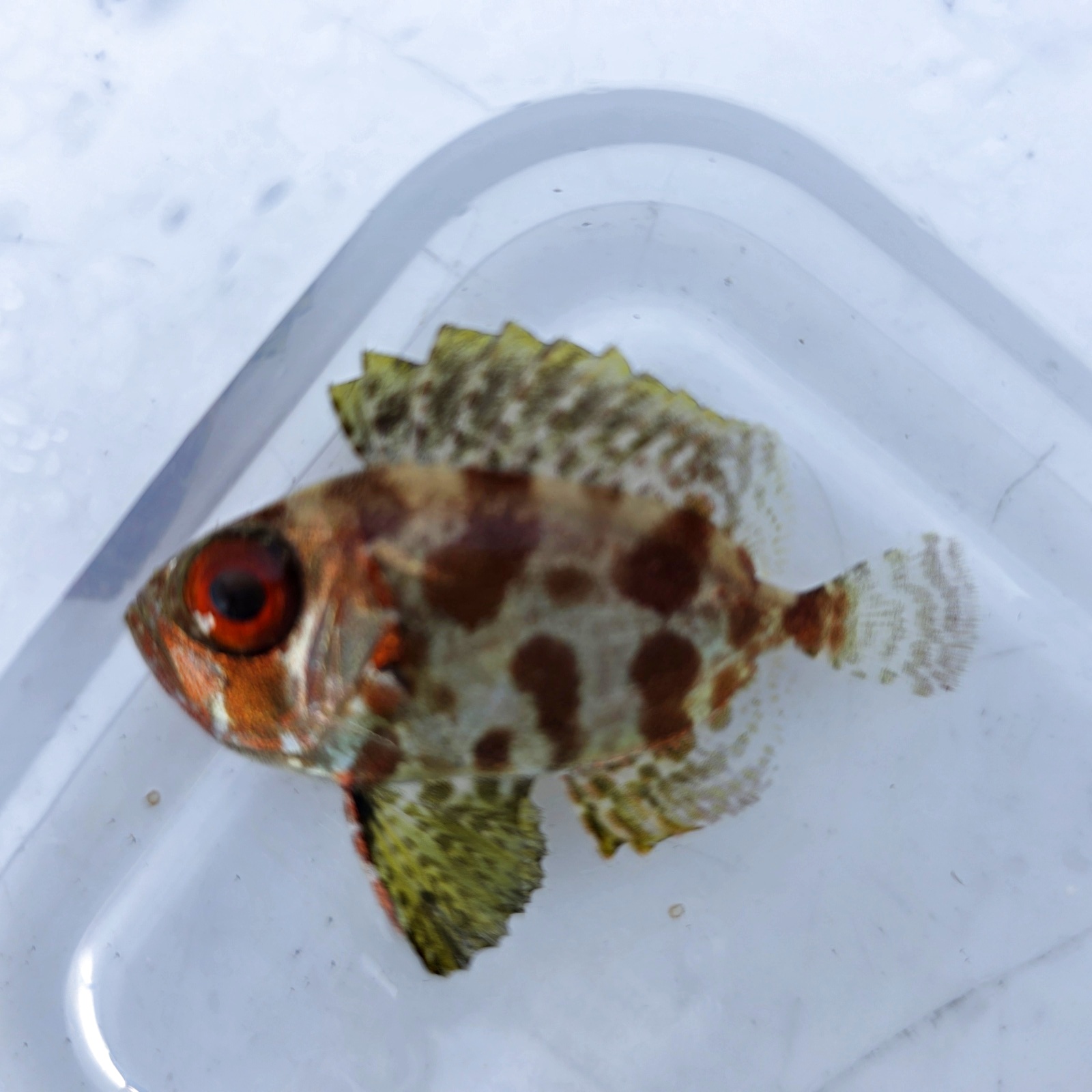 画像3: 《近海産海水魚》ゴマヒレキントキ（幼魚サイズ）画像の個体です…ハンドコート採取