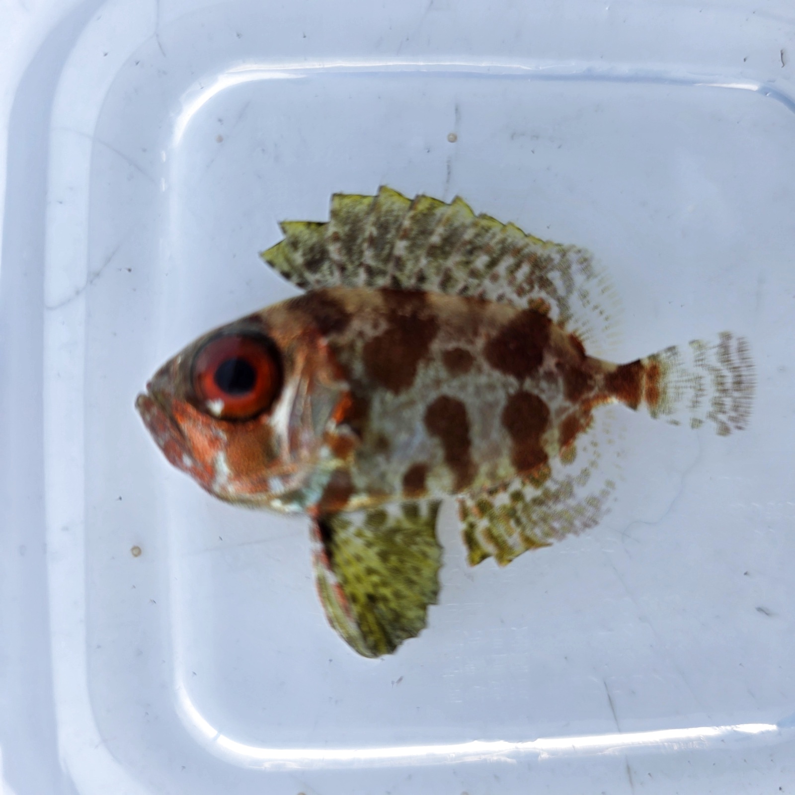 画像1: 《近海産海水魚》ゴマヒレキントキ（幼魚サイズ）画像の個体です…ハンドコート採取