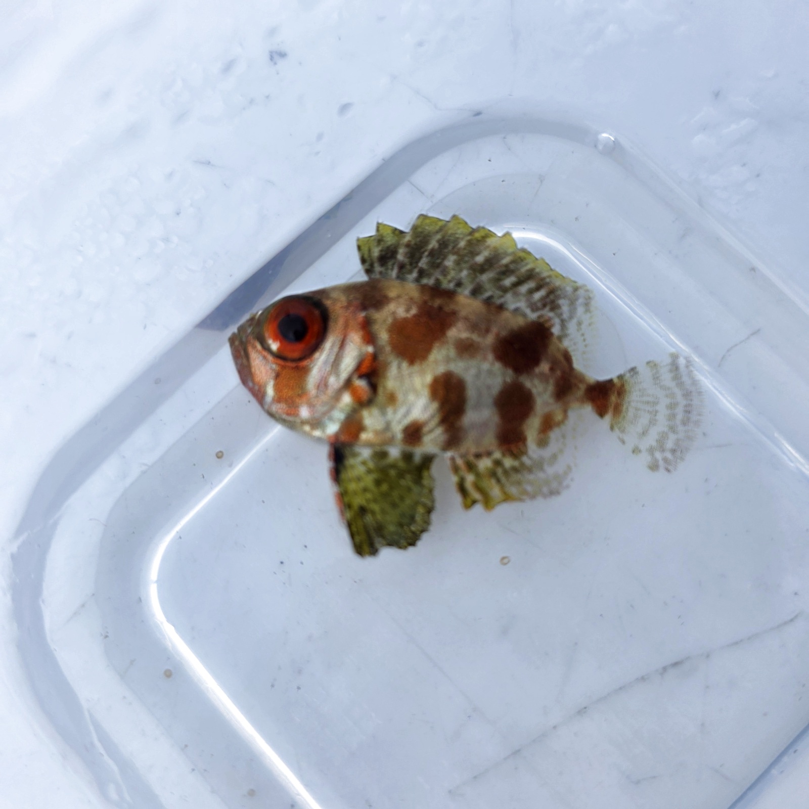 画像2: 《近海産海水魚》ゴマヒレキントキ（幼魚サイズ）画像の個体です…ハンドコート採取