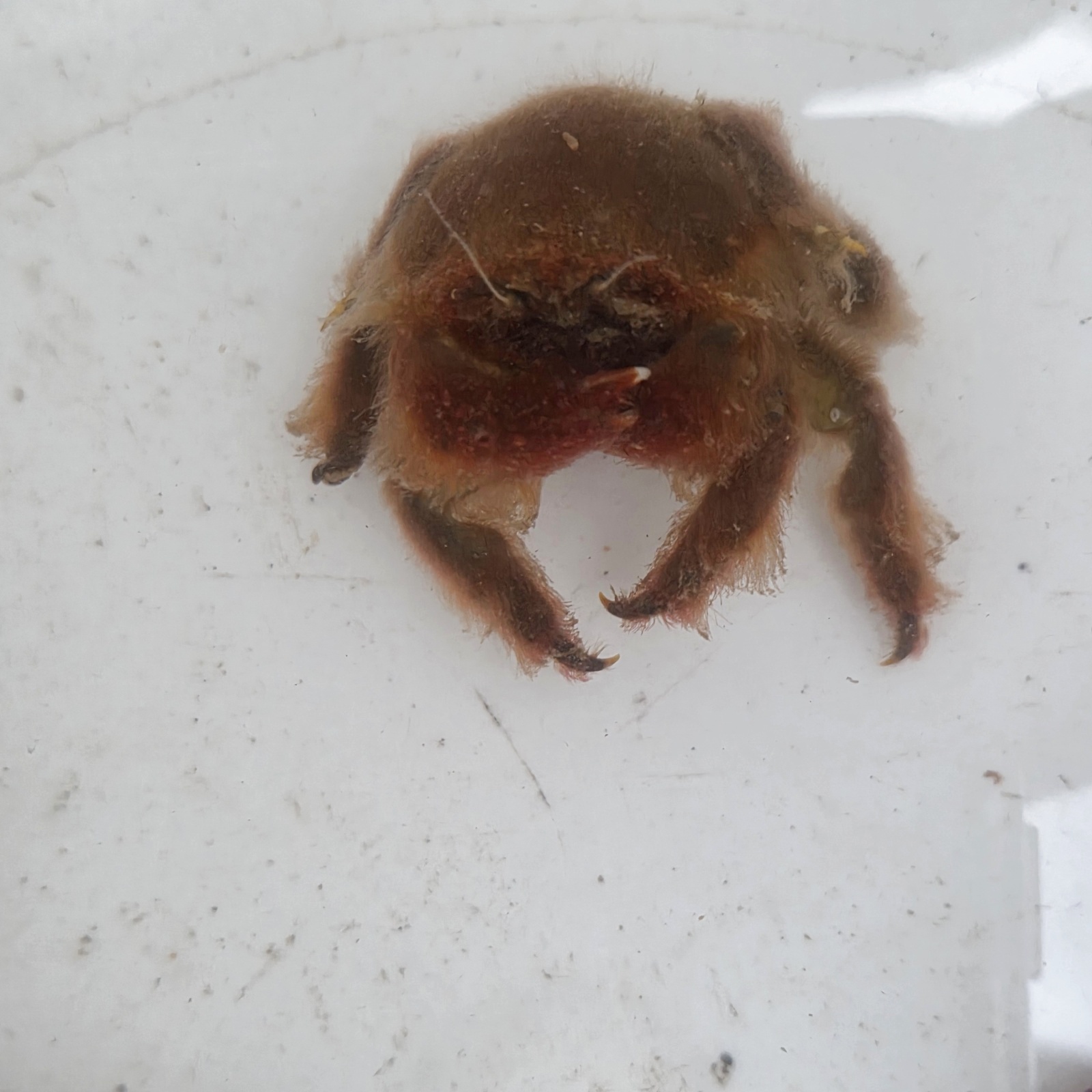 画像2: 《近海産甲殻類》カイカムリ科の1種(画像の個体です)　同定難…当店ハンドコート採取