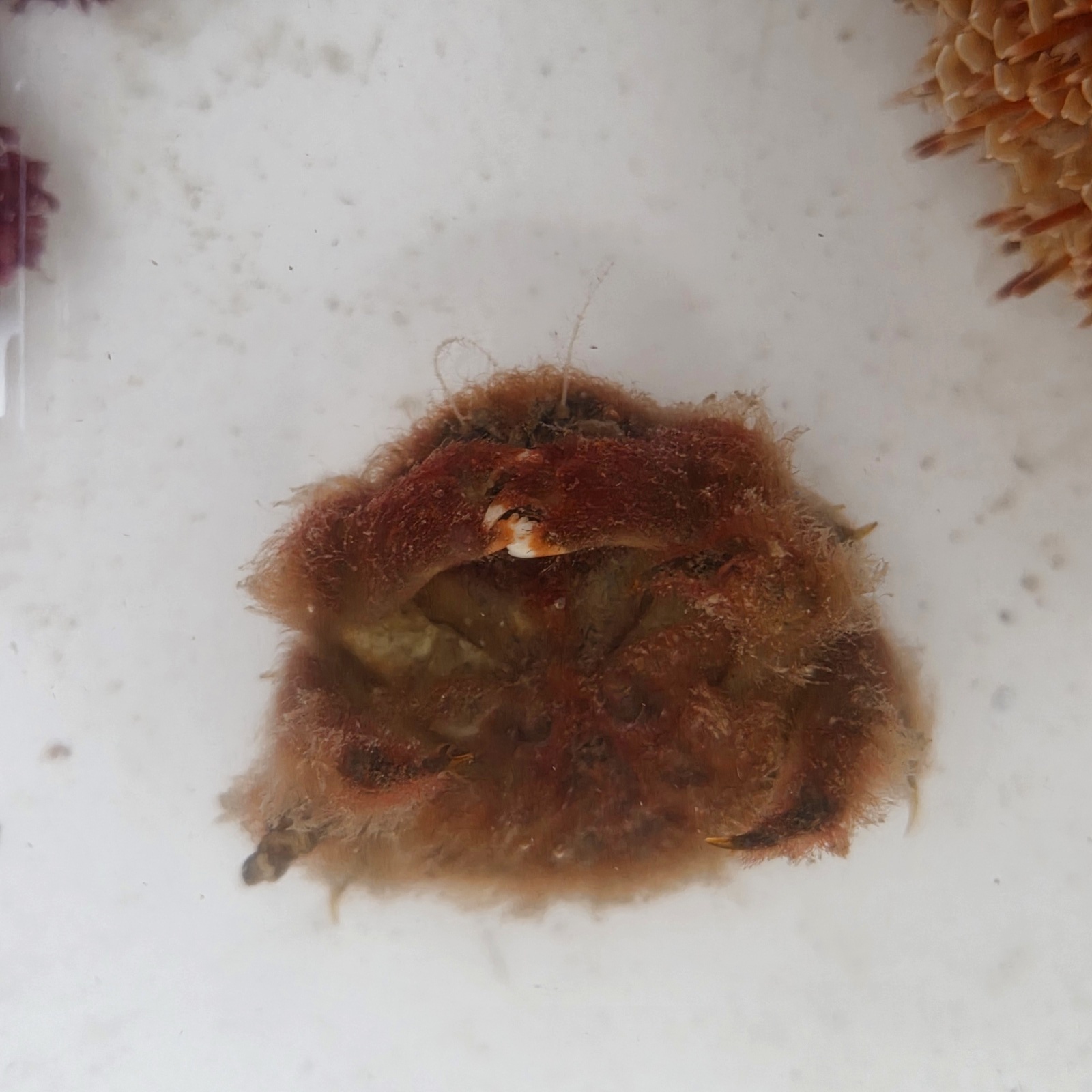 画像3: 《近海産甲殻類》カイカムリ科の1種(画像の個体です)　同定難…当店ハンドコート採取