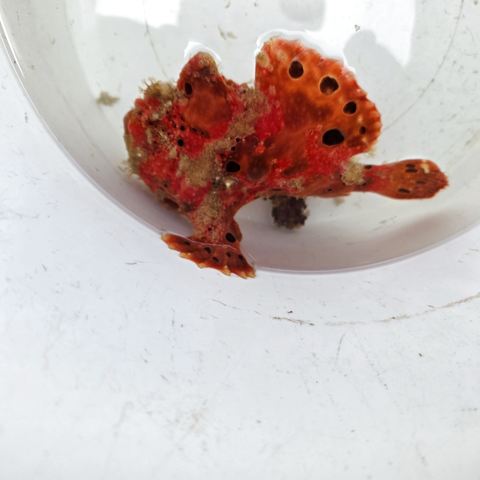 画像1: 《近海産海水魚》オオモンカエルアンコウ（画像の個体です）‥激美個体