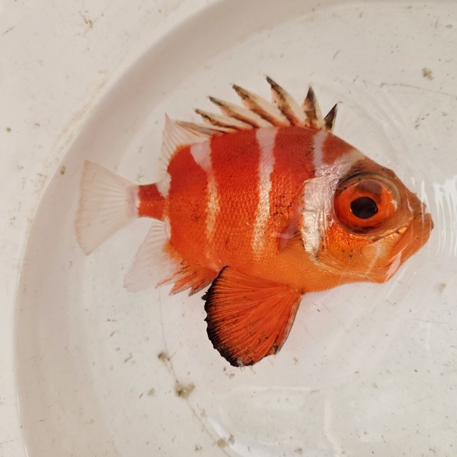 画像3: 《深海性海水魚》☆★☆クルマダイ(Mサイズ)画像の個体です…・・