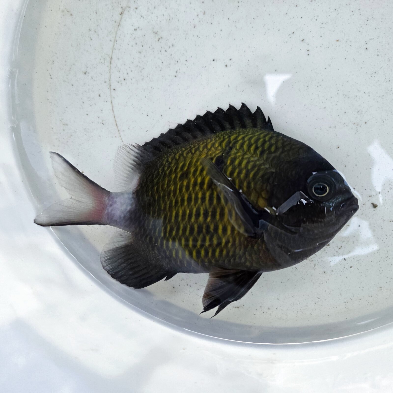 画像2: 《近海産海水魚》【珍】シコクスズメダイ（画像の個体です）☆☆当店ハンドコート個体