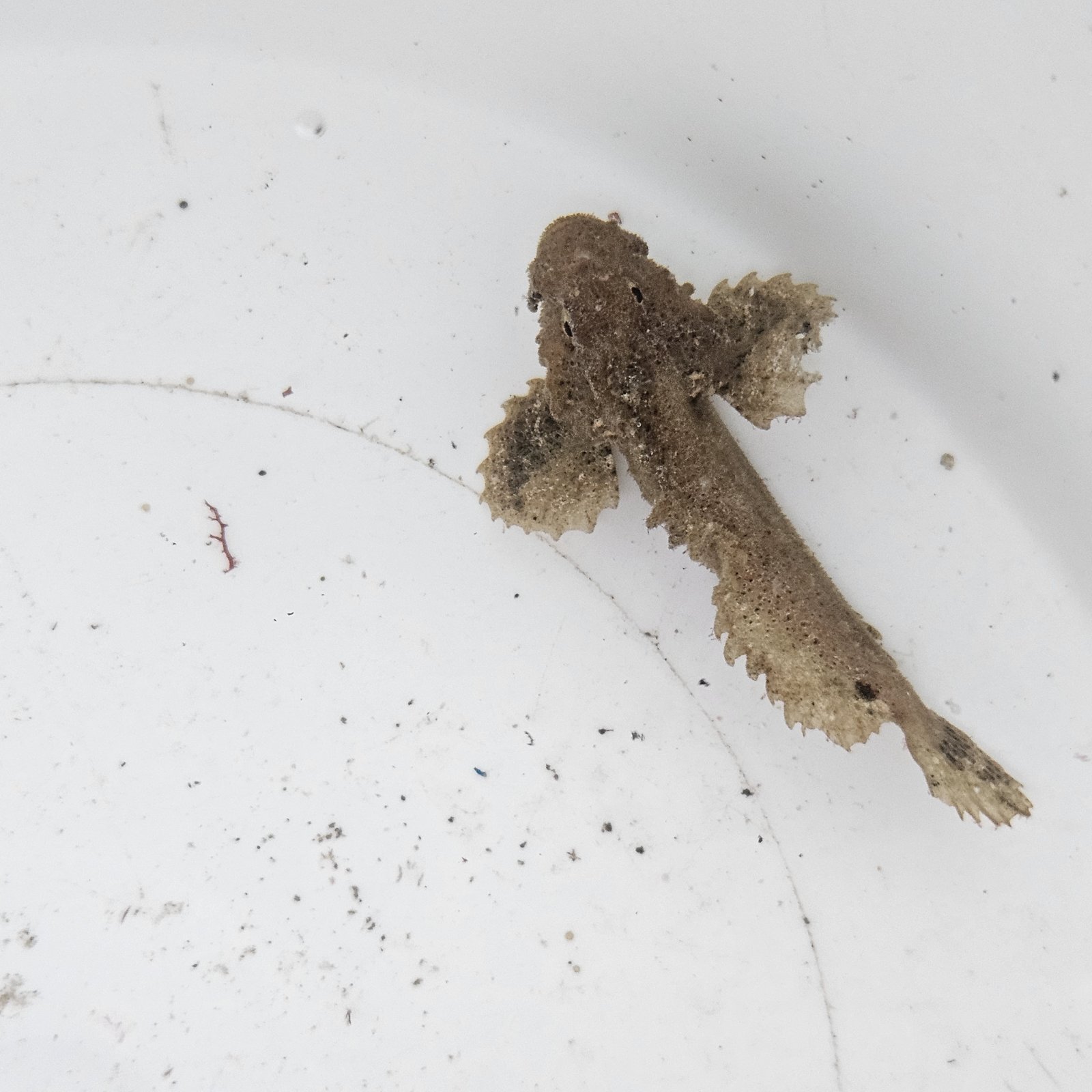 画像2: 《近海産海水魚》イボオコゼ科の一種（カゴシマオコゼ？）…ハンドコート採取