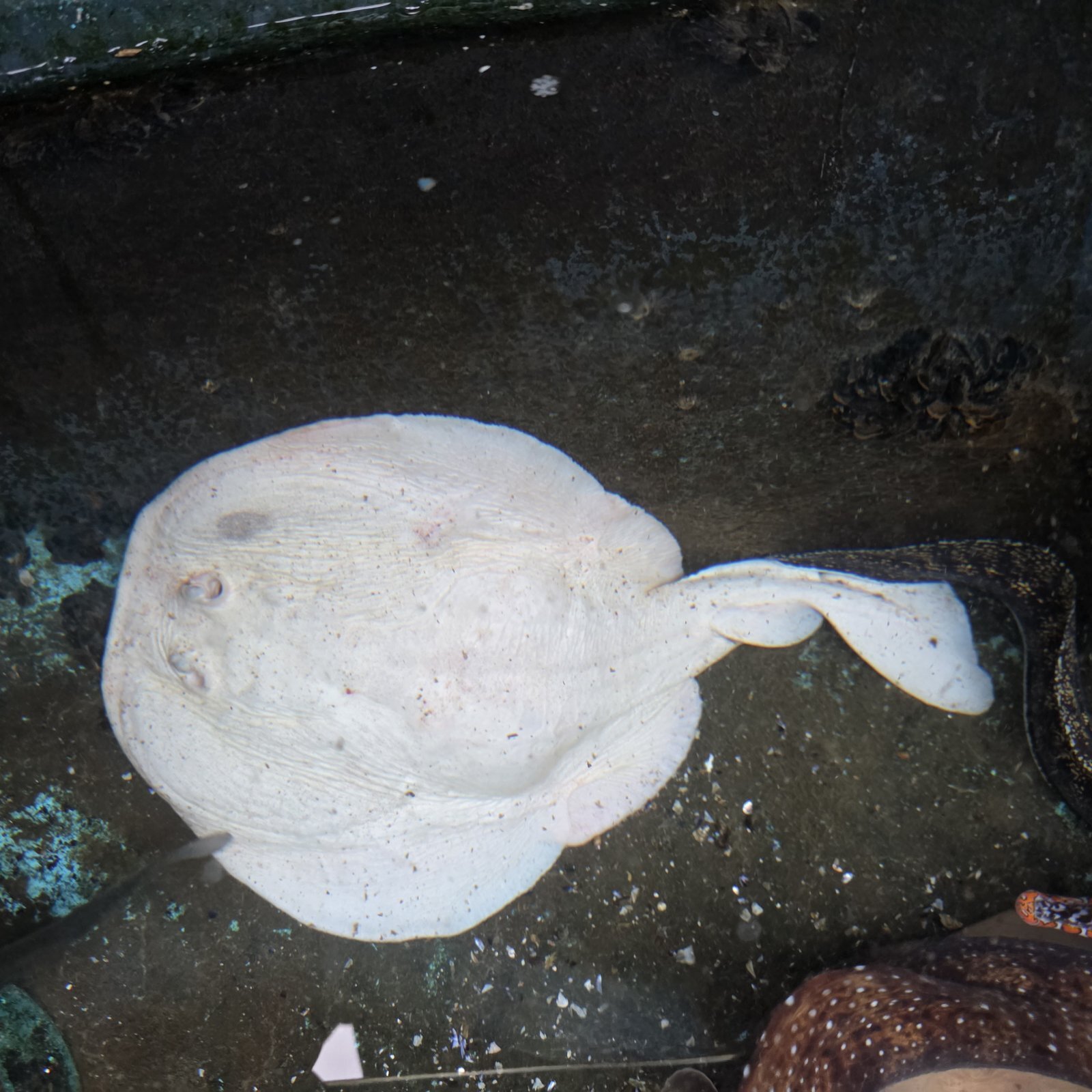 画像3: 《近海産海水魚》シビレエイ（電気エイ）の色彩変異…ウルトラレア