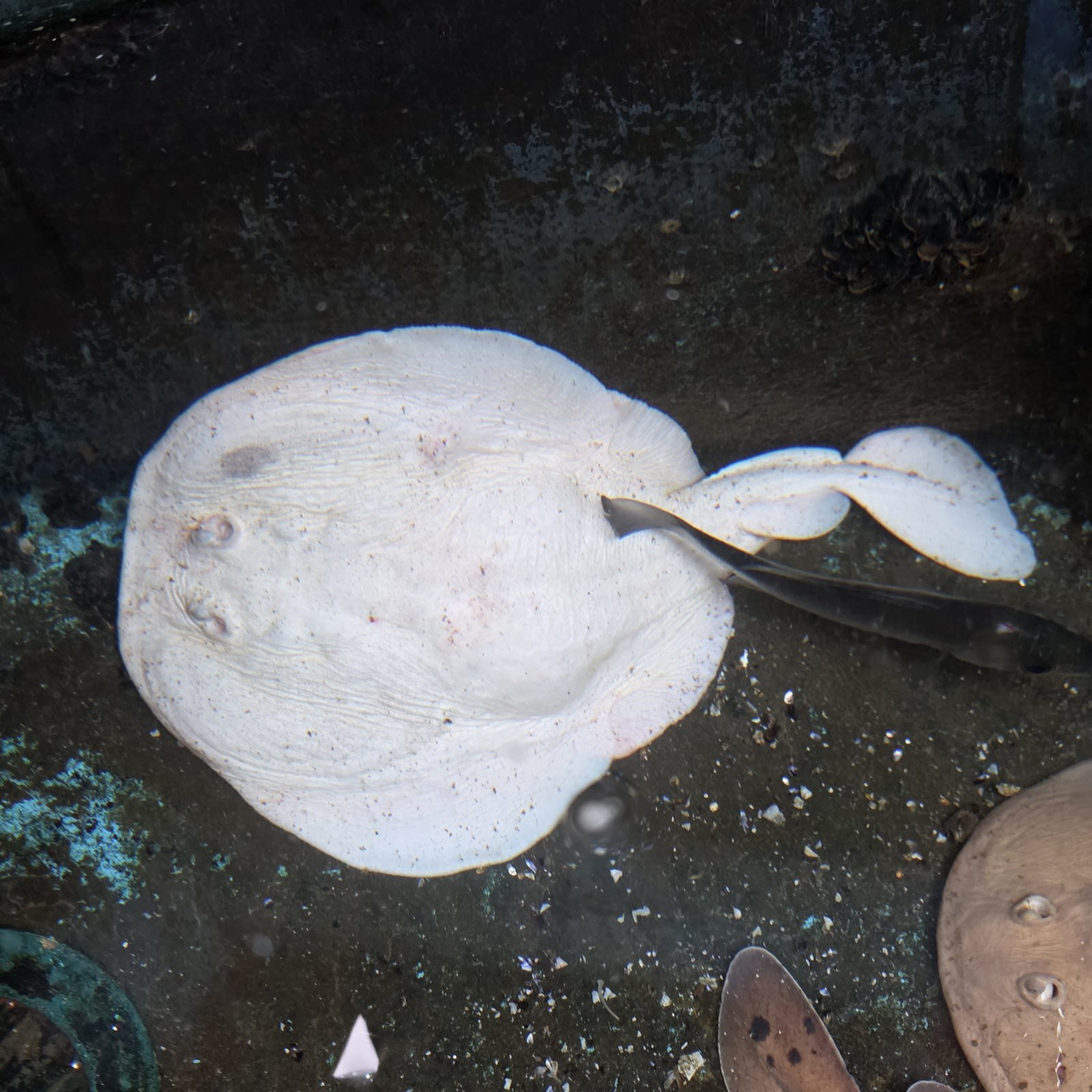 画像2: 《近海産海水魚》シビレエイ（電気エイ）の色彩変異…ウルトラレア